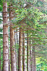 Image showing Raw of trees at Nami Island,South Korea