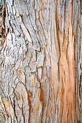 Image showing Bark of Pine Tree