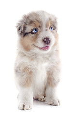 Image showing puppy australian shepherd