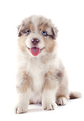 Image showing puppy australian shepherd