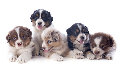 Image showing puppies australian shepherd