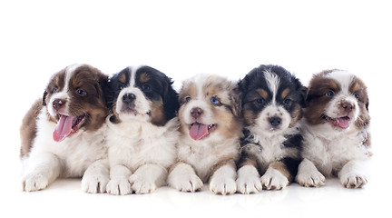 Image showing puppies australian shepherd