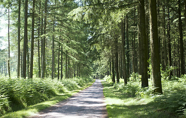 Image showing forest in the Limousin