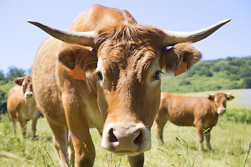 Image showing limousine cow