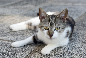 Image showing european cat