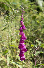 Image showing purple digitalis