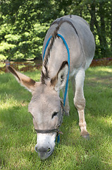 Image showing Provence donkey