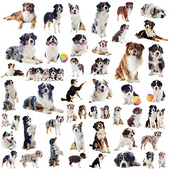 Image showing australian shepherds