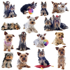 Image showing group of yorkshire terrier