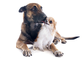 Image showing malinois and chihuahua