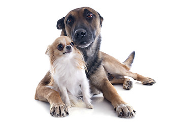 Image showing malinois and chihuahua