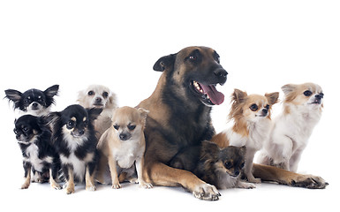 Image showing malinois and chihuahuas