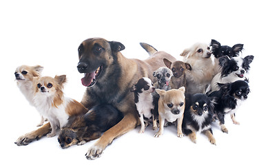 Image showing malinois and chihuahuas