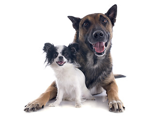 Image showing malinois and chihuahua