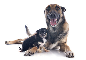 Image showing malinois and chihuahua