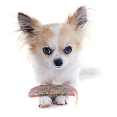 Image showing chihuahua and meat