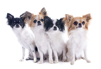 Image showing chihuahuas