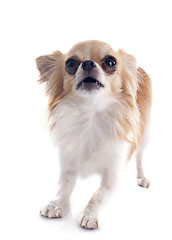 Image showing barking chihuahua