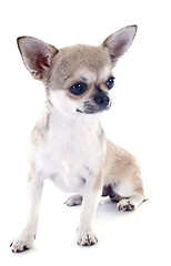 Image showing puppy chihuahua