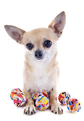 Image showing puppy chihuahua and balls