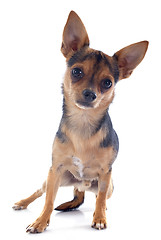 Image showing puppy chihuahua