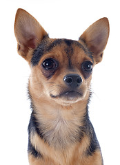 Image showing puppy chihuahua