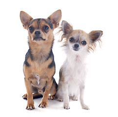 Image showing chihuahuas