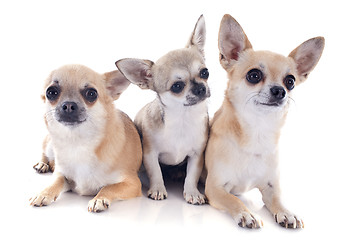 Image showing chihuahua family