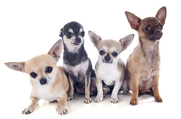 Image showing four chihuahuas