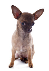 Image showing puppy chihuahua