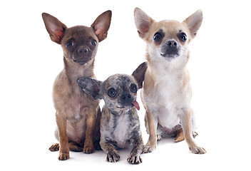 Image showing chihuahuas