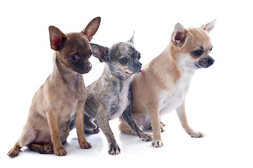 Image showing three chihuahuas