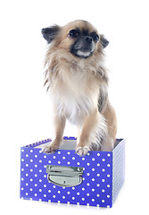 Image showing puppy chihuahua in box