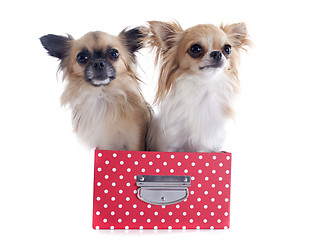 Image showing chihuahuas in box