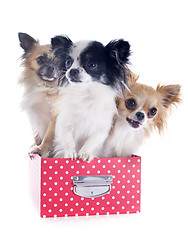 Image showing chihuahuas in a box