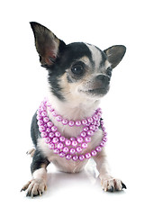 Image showing puppy chihuahua and collar