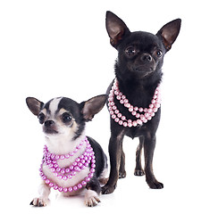 Image showing chihuahuas