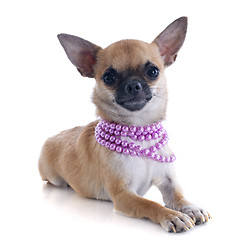 Image showing puppy chihuahua and collar