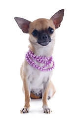 Image showing puppy chihuahua and collar