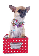 Image showing puppy chihuahua