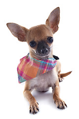 Image showing puppy chihuahua with bandana