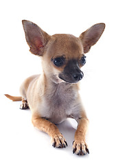 Image showing puppy chihuahua