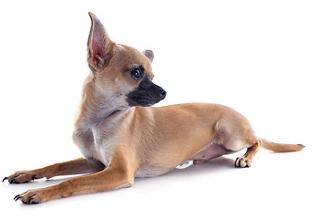 Image showing puppy chihuahua