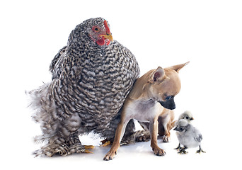 Image showing orpington chicken and chihuahua