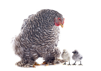 Image showing orpington chicken and chicks