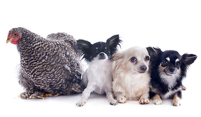 Image showing orpington chicken and chihuahuas