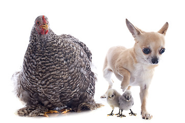 Image showing orpington chicken and chihuahua