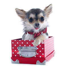 Image showing puppy chihuahua in box