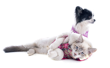 Image showing birman kitten and chihuahua