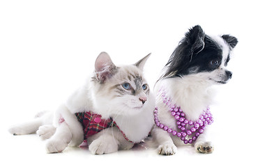 Image showing birman kitten and chihuahua